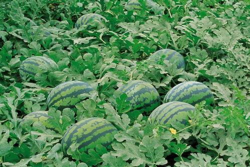 庆阳网红吃瓜群微信群号,揭秘微信群号的魅力与社交圈层